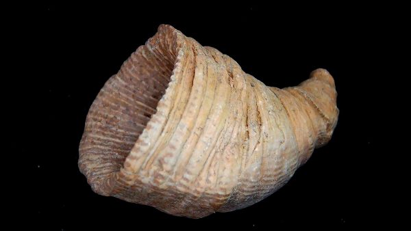 Morocco Devonian Age Rugose Horn Coral 15 | Fossils for Sale