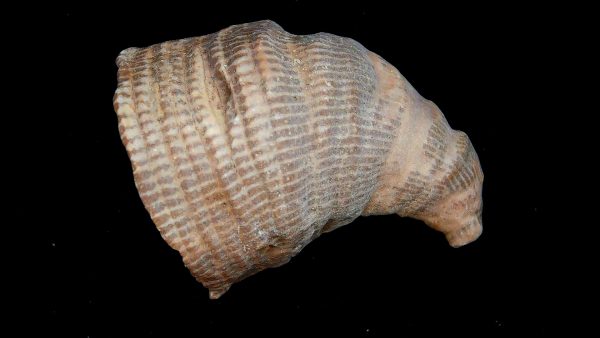 Morocco Devonian Age Rugose Horn Coral 15a | Fossils for Sale