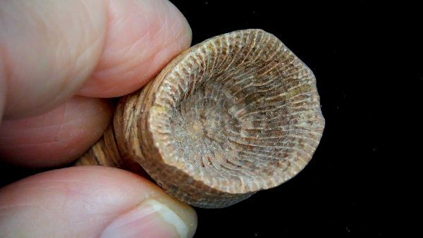 Morocco Devonian Age Rugose Horn Coral 15b | Fossils for Sale