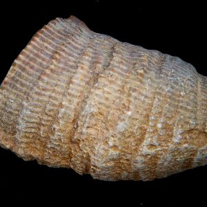Rugose Coral - Horn Coral Fossil for Sale from Morocco #16