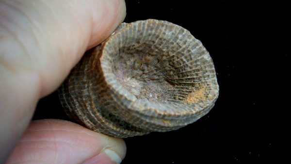 Morocco Devonian Age Rugose Horn Coral 16b | Fossils for Sale
