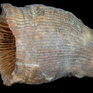Rugose Coral - Horn Coral Fossil for Sale from Morocco #17