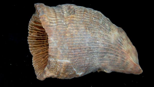 Morocco Devonian Age Rugose Horn Coral 17 | Fossils for Sale