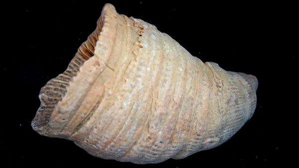 Morocco Devonian Age Rugose Horn Coral 17a | Fossils for Sale