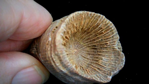 Morocco Devonian Age Rugose Horn Coral 17b | Fossils for Sale
