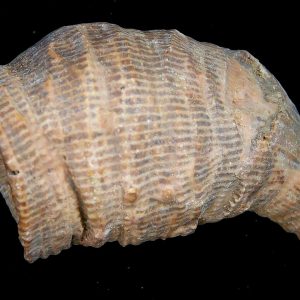 Rugose Coral - Horn Coral Fossil for Sale from Morocco #18