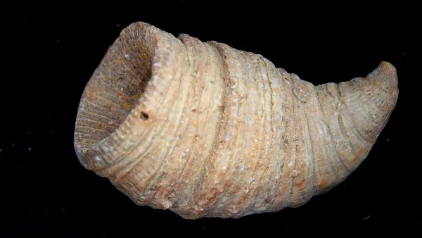 Morocco Devonian Age Rugose Horn Coral 18a | Fossils for Sale