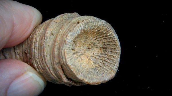 Morocco Devonian Age Rugose Horn Coral 18b | Fossils for Sale