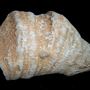 Rugose Coral - Horn Coral Fossil for Sale from Morocco #19