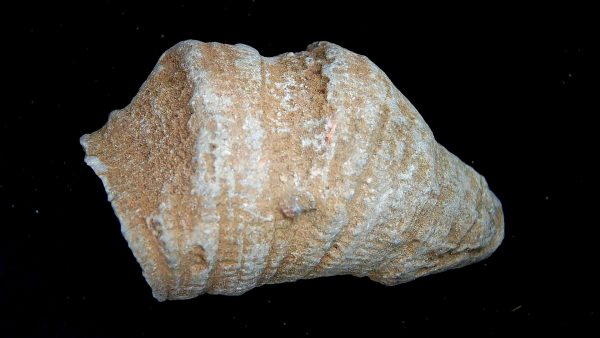 Morocco Devonian Age Rugose Horn Coral 19 | Fossils for Sale