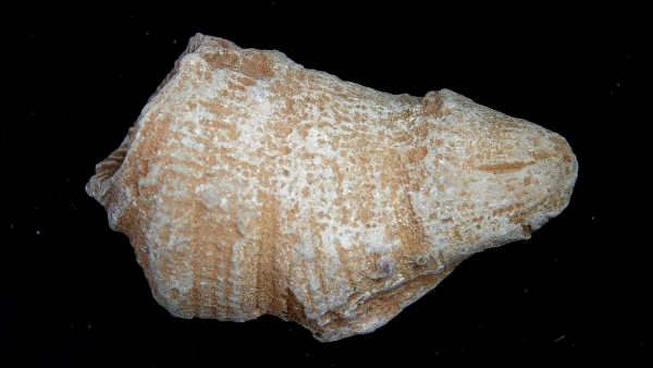 Morocco Devonian Age Rugose Horn Coral 19a | Fossils for Sale