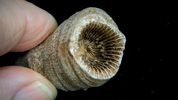 Morocco Devonian Age Rugose Horn Coral 19b | Fossils for Sale