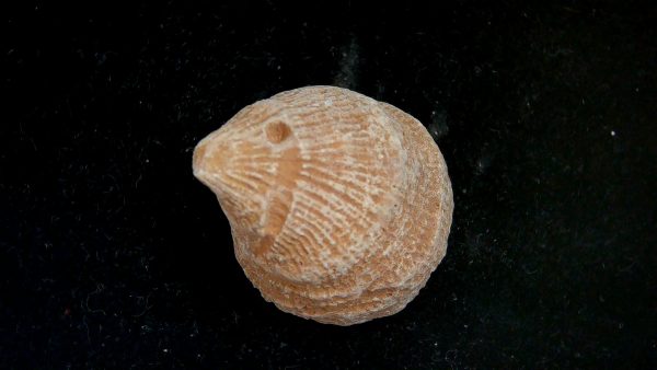 Genuine Devonian Age Rugose Horn Coral Fossils for Sale from Morocco #1b