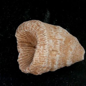 Genuine Devonian Age Rugose Horn Coral Fossils for Sale from Morocco #1c
