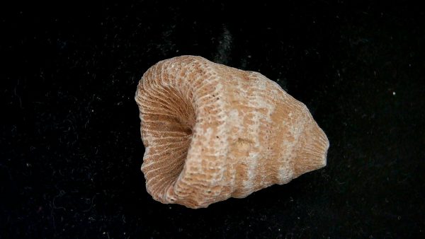 Genuine Devonian Age Rugose Horn Coral Fossils for Sale from Morocco #1c