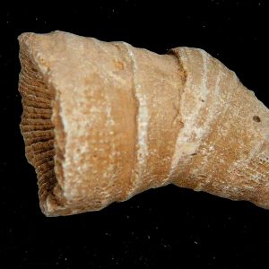 Rugose Coral - Horn Coral Fossil for Sale from Morocco #20