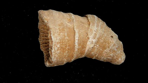 Morocco Devonian Age Rugose Horn Coral 20 | Fossils for Sale