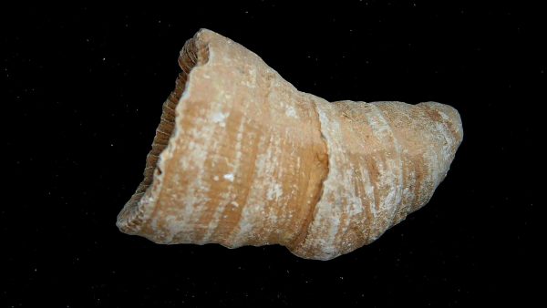 Morocco Devonian Age Rugose Horn Coral 20a | Fossils for Sale