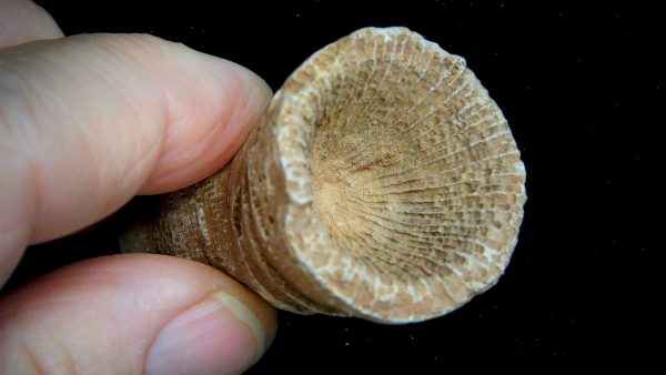 Morocco Devonian Age Rugose Horn Coral 20b | Fossils for Sale