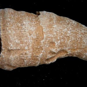 Rugose Coral - Horn Coral Fossil for Sale from Morocco #21