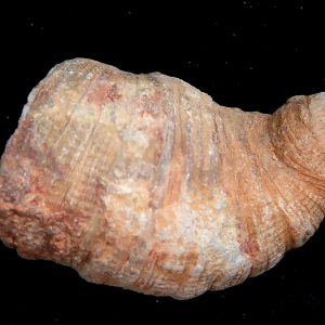 Rugose Coral - Horn Coral Fossil for Sale from Morocco #22