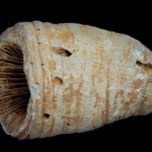 Rugose Coral - Horn Coral Fossil for Sale from Morocco #24