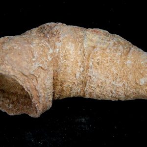 Rugose Coral - Horn Coral Fossil for Sale from Morocco #25