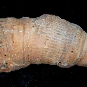 Rugose Coral - Horn Coral Fossil for Sale from Morocco #26