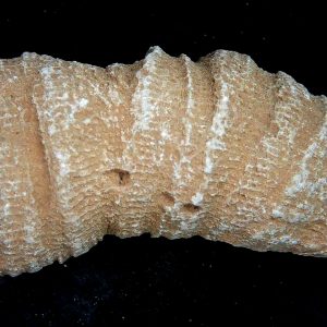 Rugose Coral - Horn Coral Fossil for Sale from Morocco #27