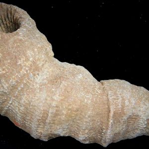 Rugose Coral - Horn Coral Fossil for Sale from Morocco #28