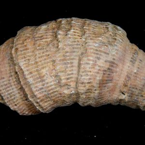 Rugose Coral - Horn Coral Fossil for Sale from Morocco #5