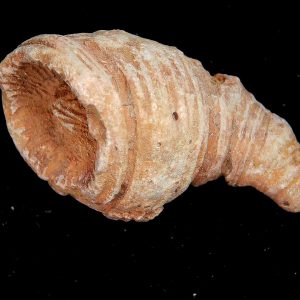 Rugose Coral - Horn Coral Fossil for Sale from Morocco #6