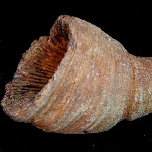 Rugose Coral - Horn Coral Fossil for Sale from Morocco #7