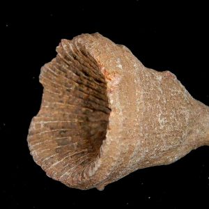 Rugose Coral - Horn Coral Fossil for Sale from Morocco #8