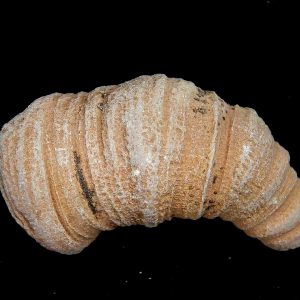 Rugose Coral - Horn Coral Fossil for Sale from Morocco #9