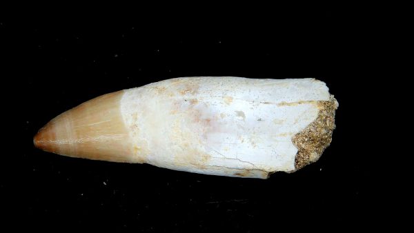 Genuine Eocene Age Dyrosaurus Crocodile Tooth Fossils for Sale from Morocco #12