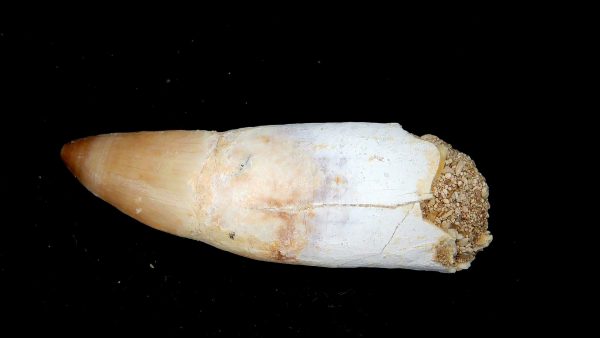 Genuine Eocene Age Dyrosaurus Crocodile Tooth Fossils for Sale from Morocco #12a