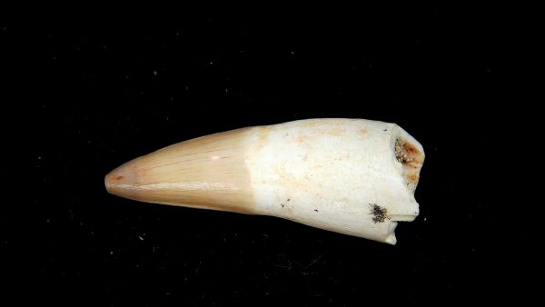 Genuine Eocene Age Dyrosaurus Crocodile Tooth Fossils for Sale from Morocco #13