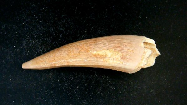 Genuine Eocene Age Dyrosaurus Crocodile Tooth Fossils for Sale from Morocco #14