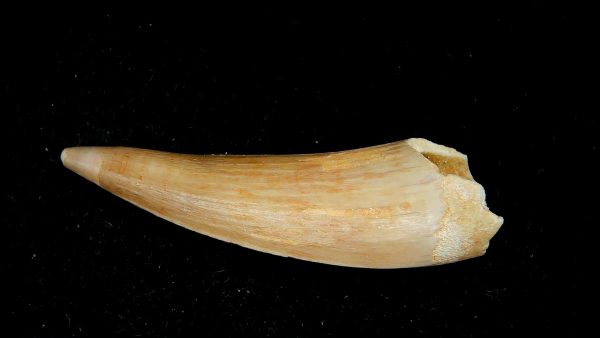Genuine Eocene Age Dyrosaurus Crocodile Tooth Fossils for Sale from Morocco #14a