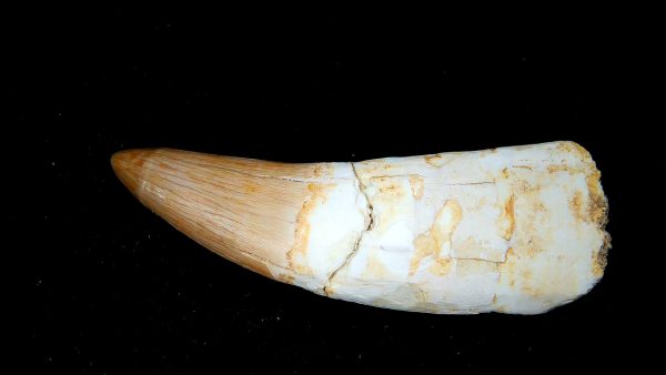 Genuine Eocene Age Dyrosaurus Crocodile Tooth Fossils for Sale from Morocco #15