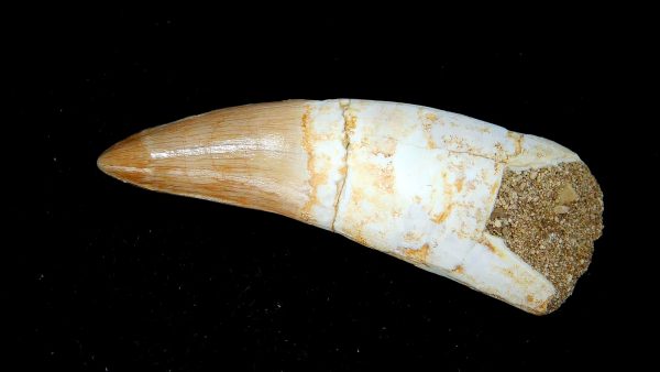 Genuine Eocene Age Dyrosaurus Crocodile Tooth Fossils for Sale from Morocco #15a