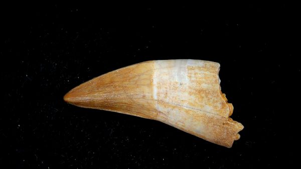 Genuine Eocene Age Dyrosaurus Crocodile Tooth Fossils for Sale from Morocco #16