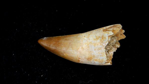 Genuine Eocene Age Dyrosaurus Crocodile Tooth Fossils for Sale from Morocco #16a