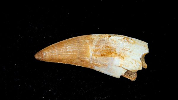 Genuine Eocene Age Dyrosaurus Crocodile Tooth Fossils for Sale from Morocco #17