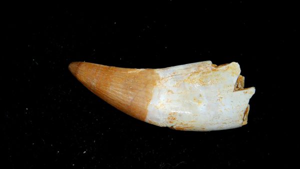 Genuine Eocene Age Dyrosaurus Crocodile Tooth Fossils for Sale from Morocco #17a