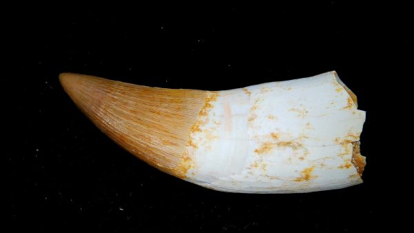 Genuine Eocene Age Dyrosaurus Crocodile Tooth Fossils for Sale from Morocco #18