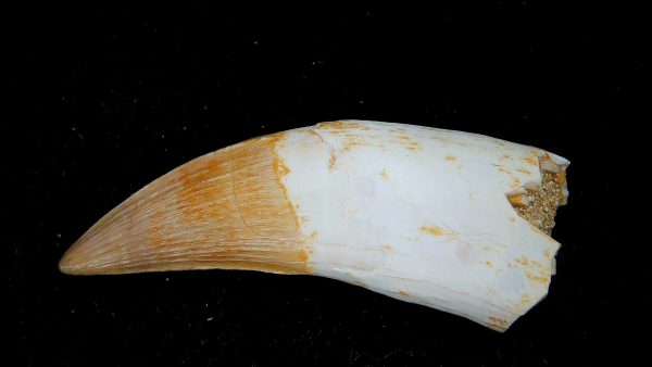 Genuine Eocene Age Dyrosaurus Crocodile Tooth Fossils for Sale from Morocco #18a