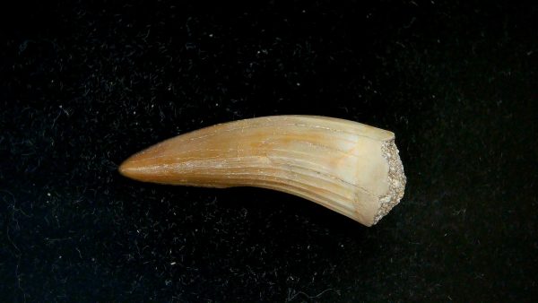 Genuine Eocene Age Dyrosaurus Crocodile Tooth Fossils for Sale from Morocco #19
