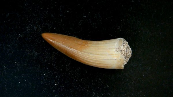 Genuine Eocene Age Dyrosaurus Crocodile Tooth Fossils for Sale from Morocco #19a